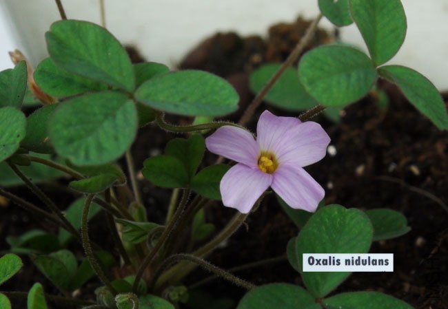 ������ oxalis nidulans.jpg