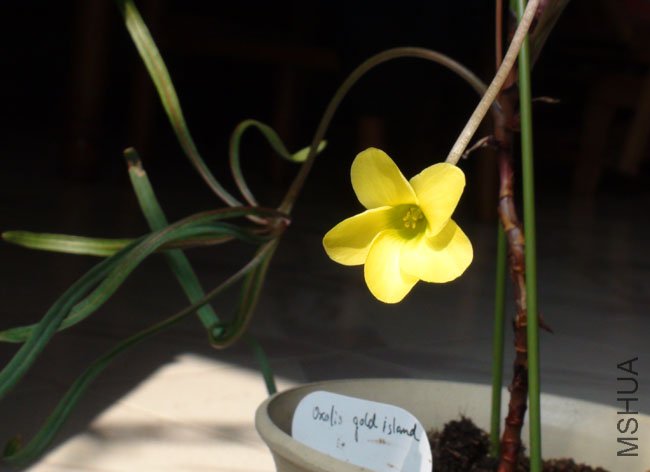 ������ oxalis gold island.jpg