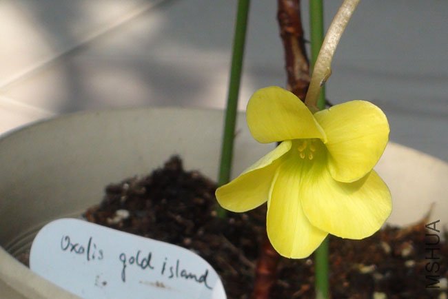 ������ oxalis gold island2.jpg