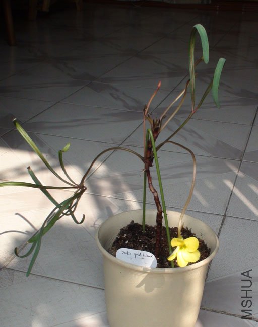 ������ oxalis gold island3.jpg