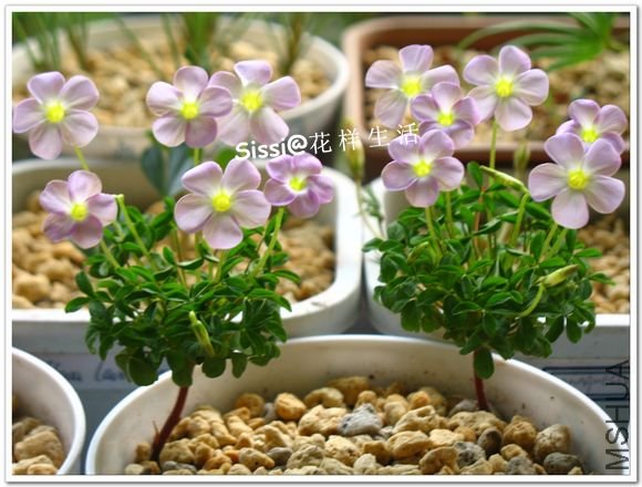 ҹ�㻨�� 1.jpg