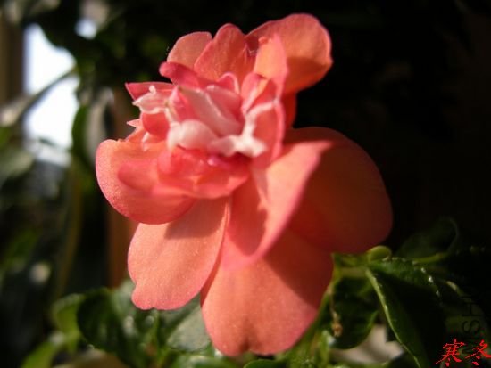DSCN3051.jpg