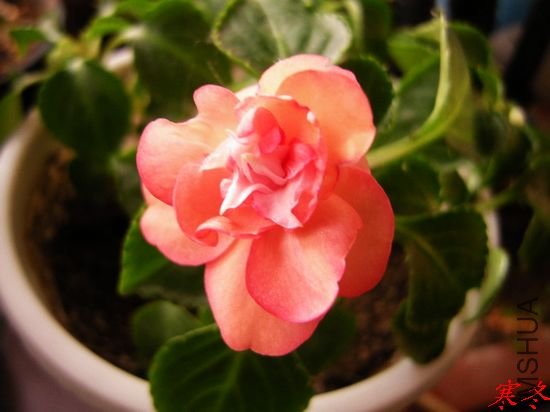 DSCN2976.jpg