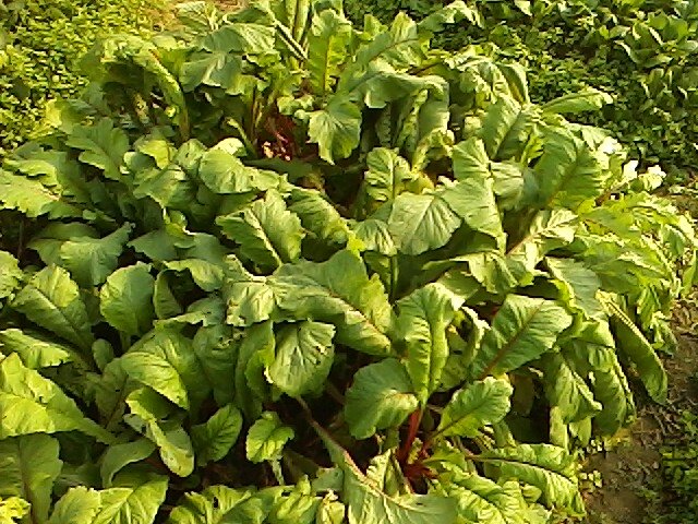 IMG1112143101.jpg