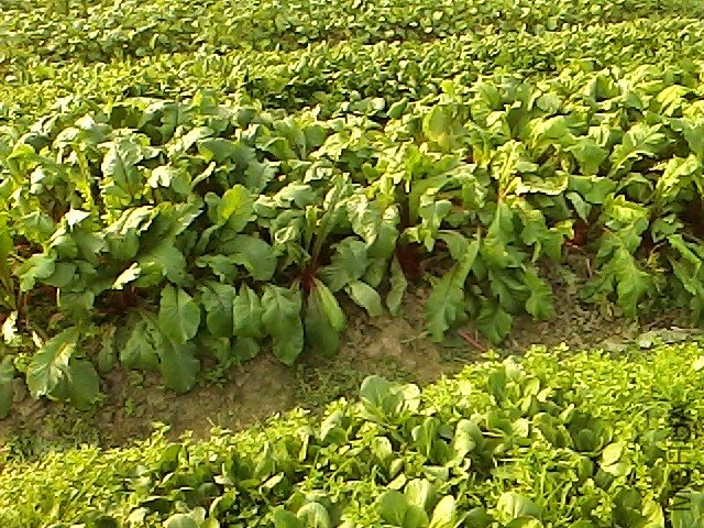 IMG1112143105.jpg