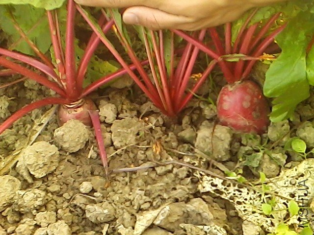 IMG1112150900.jpg