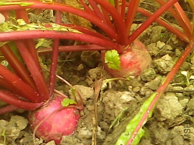 IMG1112150901.jpg