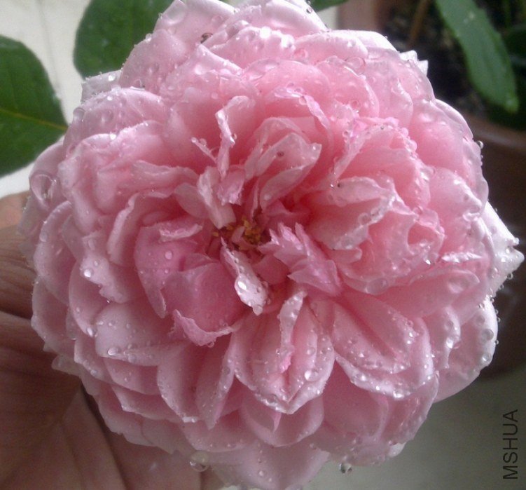 20111119147 - ����.jpg