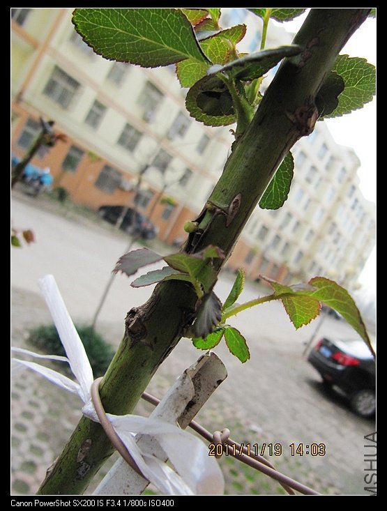 ֦����ϸ��С����ѿ��ܽ�.jpg
