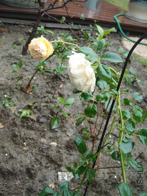 DSC03815.JPG