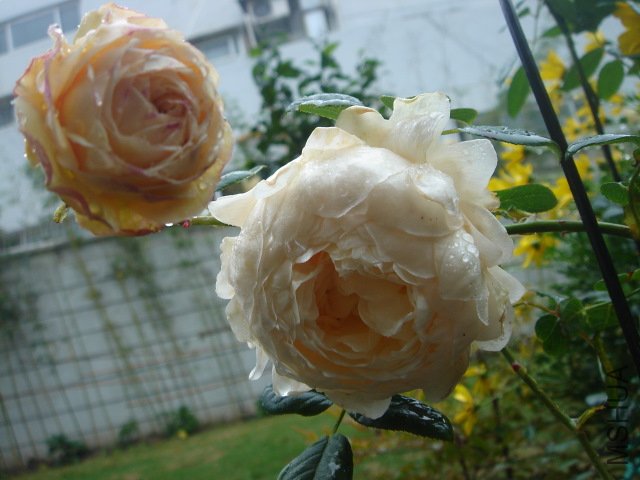 DSC03812.JPG