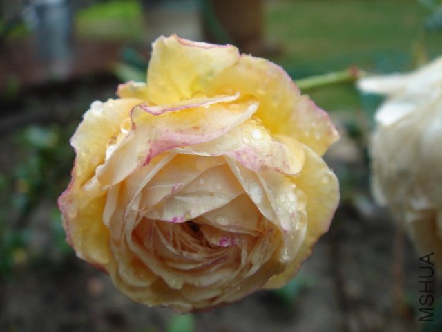 DSC03811.JPG