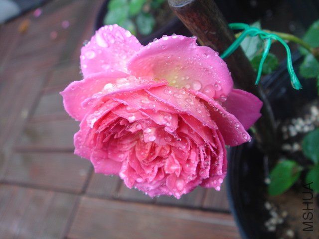 DSC03803.JPG