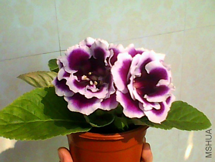 IMG4698A.jpg