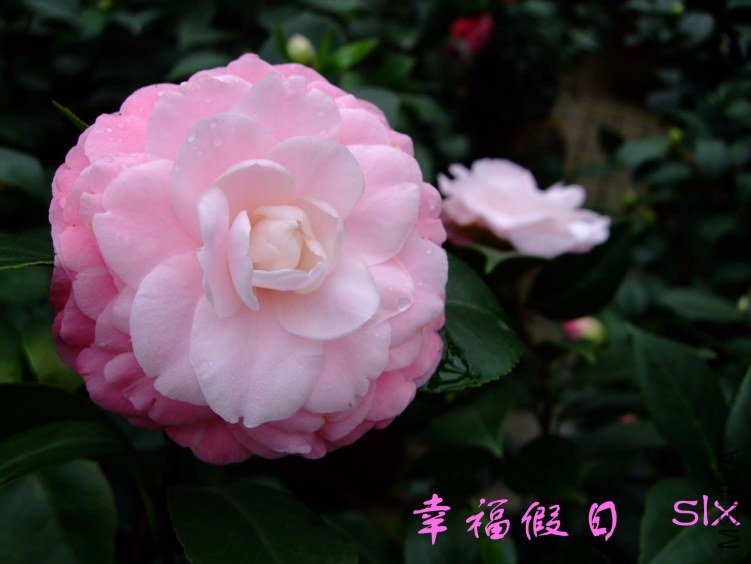 �Ҹ����� 2011-11-19fu(1).jpg