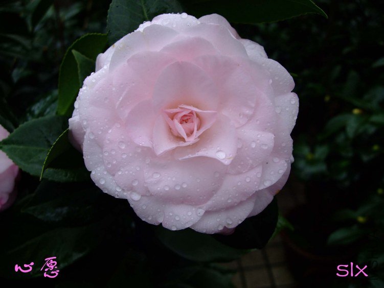 ��Ը 2011-��Ը 11-19fu(1).jpg