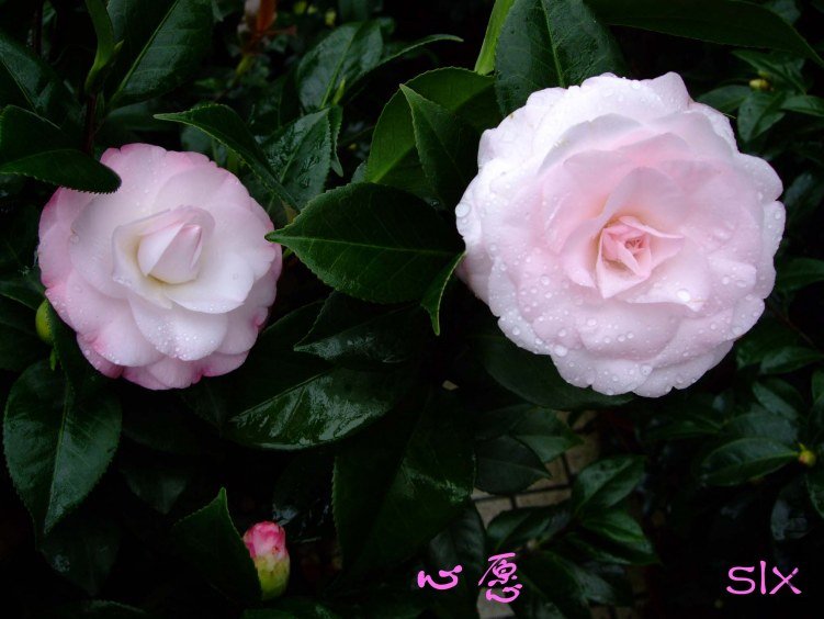 ��Ը 2011-��Ը 11-19fu (3).jpg