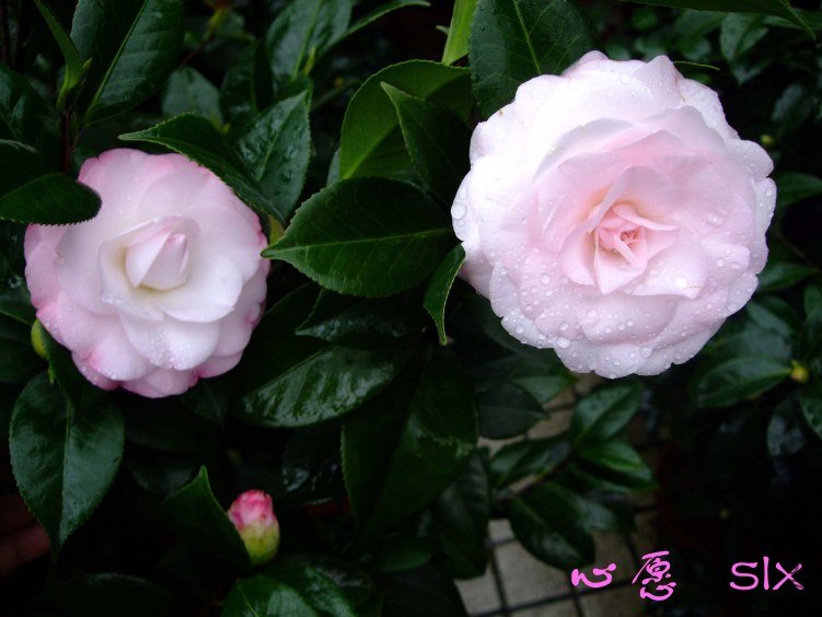 ��Ը 2011-��Ը 11-19fu (4).jpg