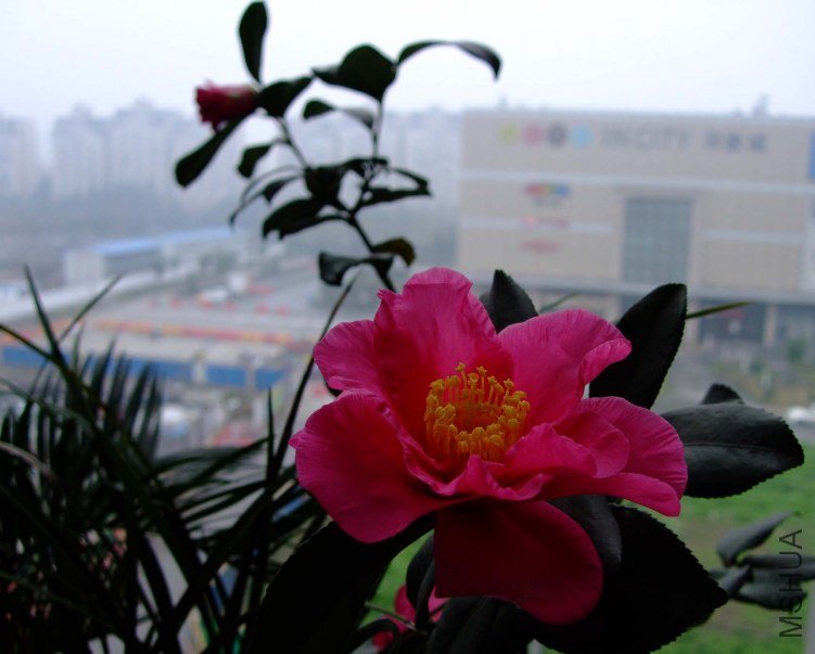 ���� 2011-11-18fu 01611.jpg