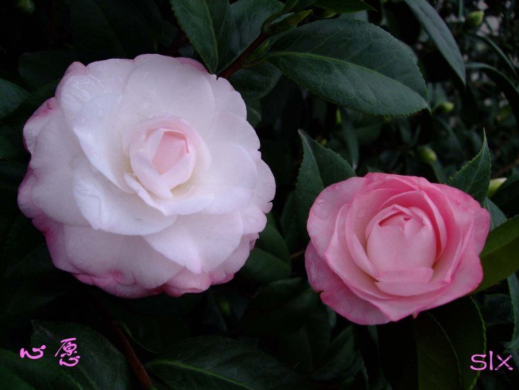 ��Ը 2011-11-19fu (2).jpg