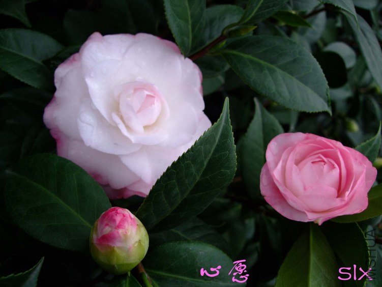 ��Ը 2011-11-19fu(1).jpg