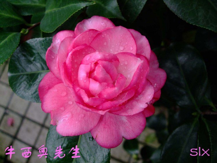 ţ�������� 2011-11-19fu(1).jpg