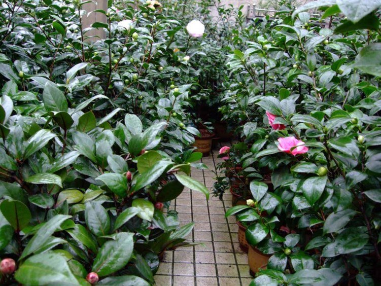 ��Ƭ2011-11-18fu 04811.jpg