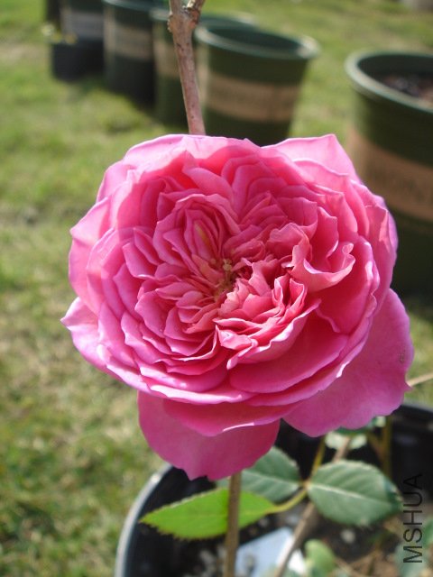 DSC03837.JPG