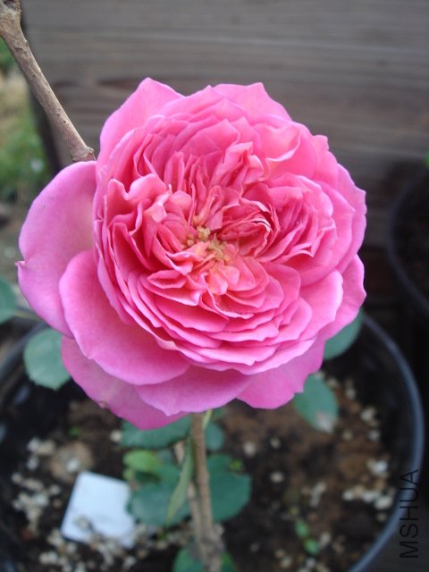DSC03835.JPG