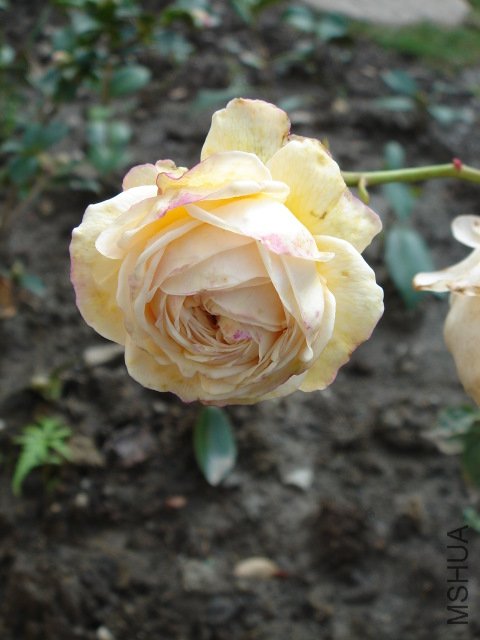 DSC03840.JPG