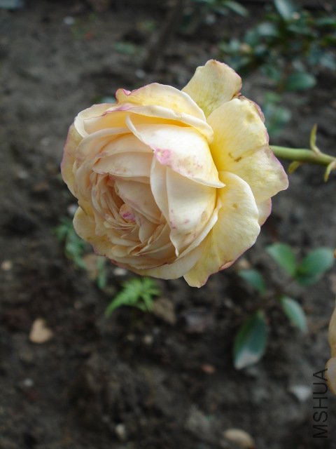 DSC03841.JPG