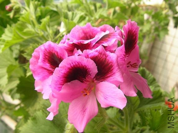 20100321c��С.JPG