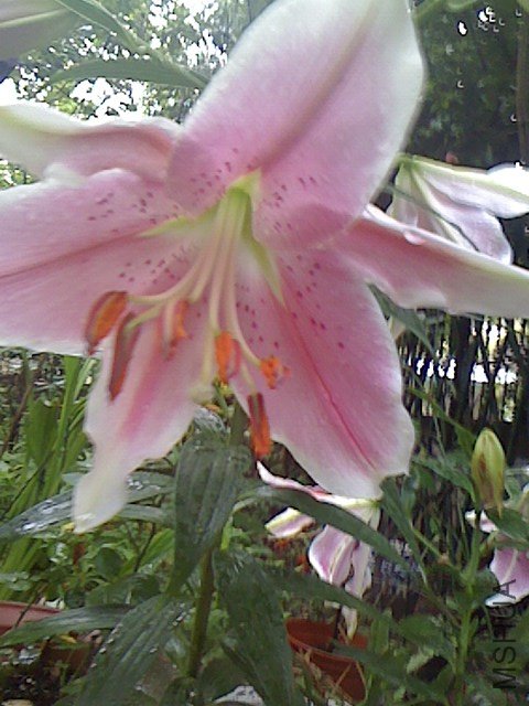 IMG0803062601.jpg