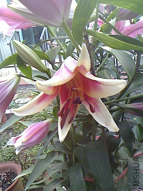 IMG1120100900.jpg