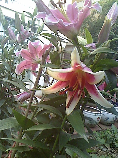 IMG1120101102.jpg