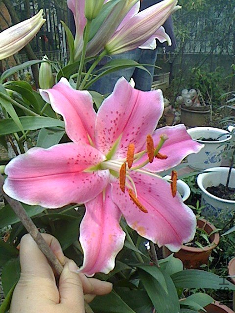 IMG1120101100.jpg