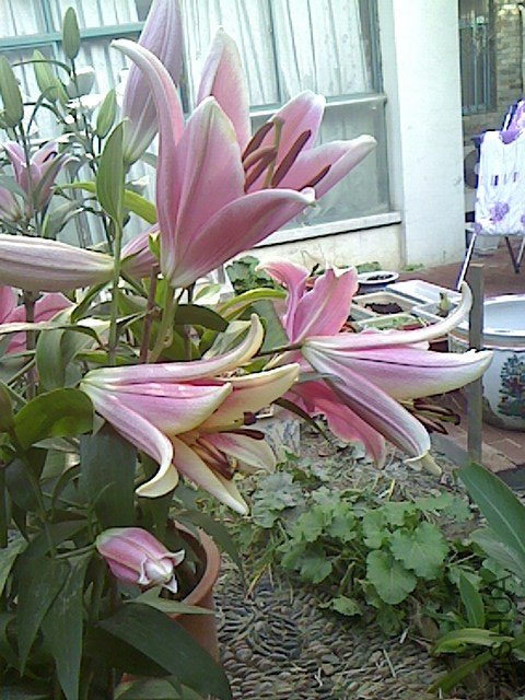 IMG1120101101.jpg