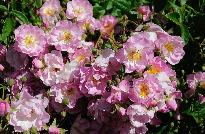 Apple Blossom.jpg