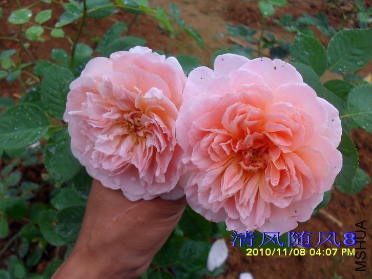 ��촬 (Tea Clipper) (4).jpg