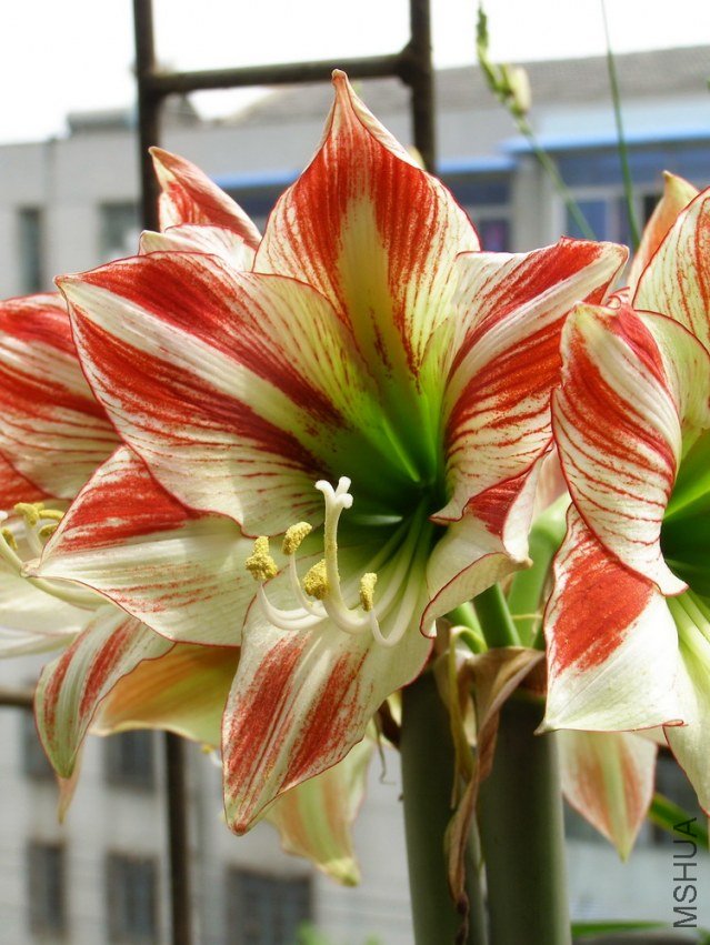 P4220907.jpg