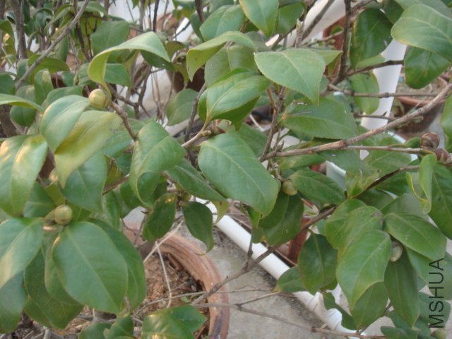 DSC06865.JPG