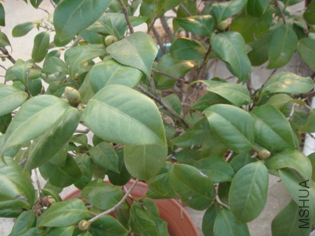 DSC06866.JPG