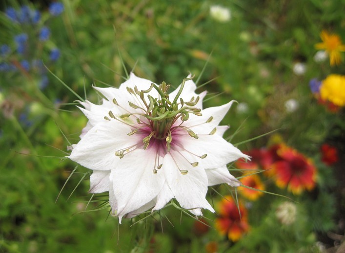 love in the mist 3.jpg