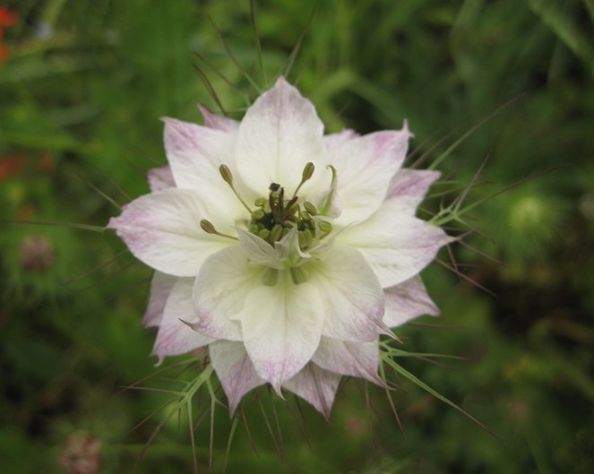 love in the mist 4.jpg