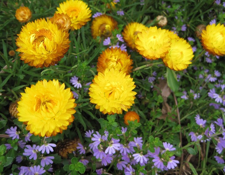 strawflower.jpg
