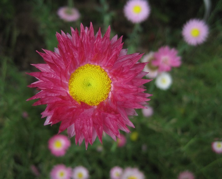 strawflower2.jpg