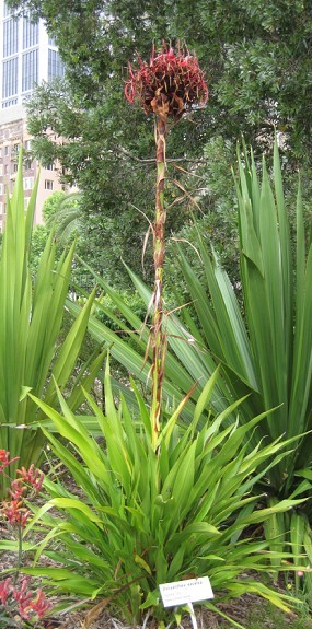 doryanthes excelsa.jpg