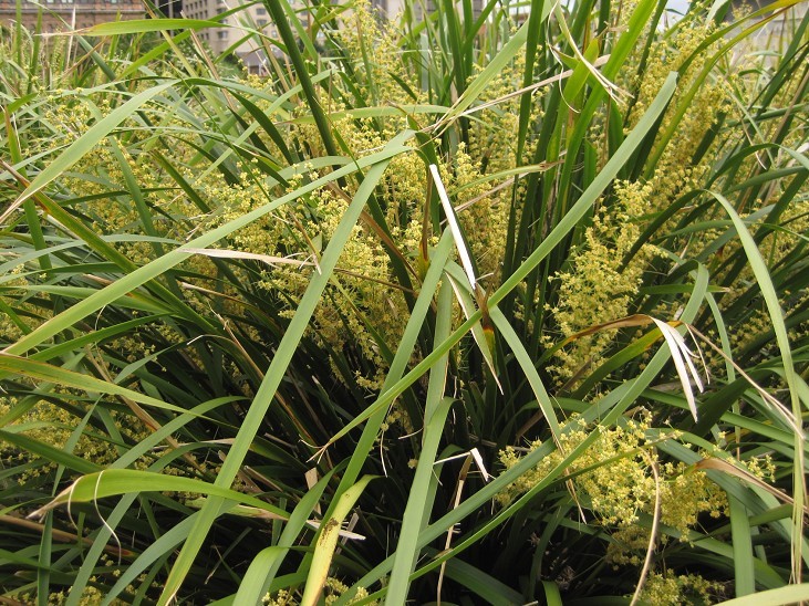 lomandra hystrix.jpg