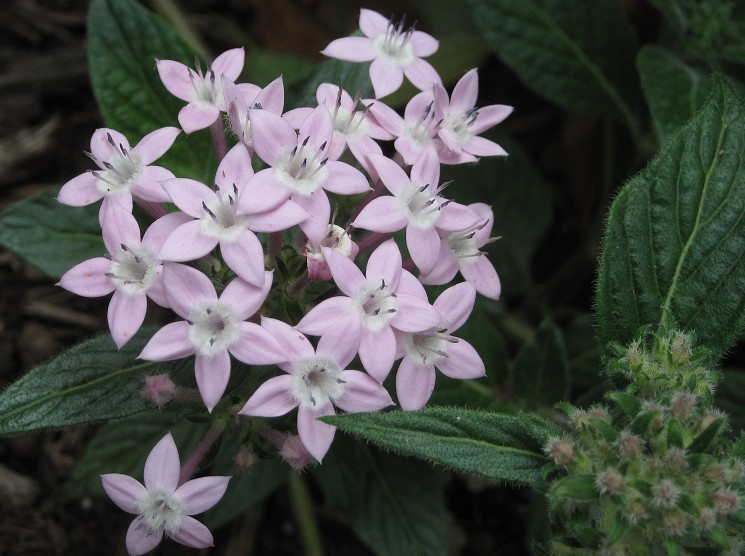Pentas.jpg