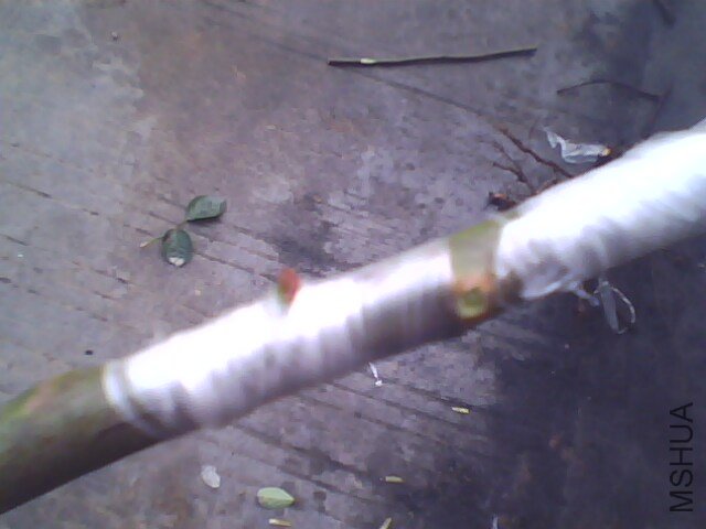 IMG1014A.jpg